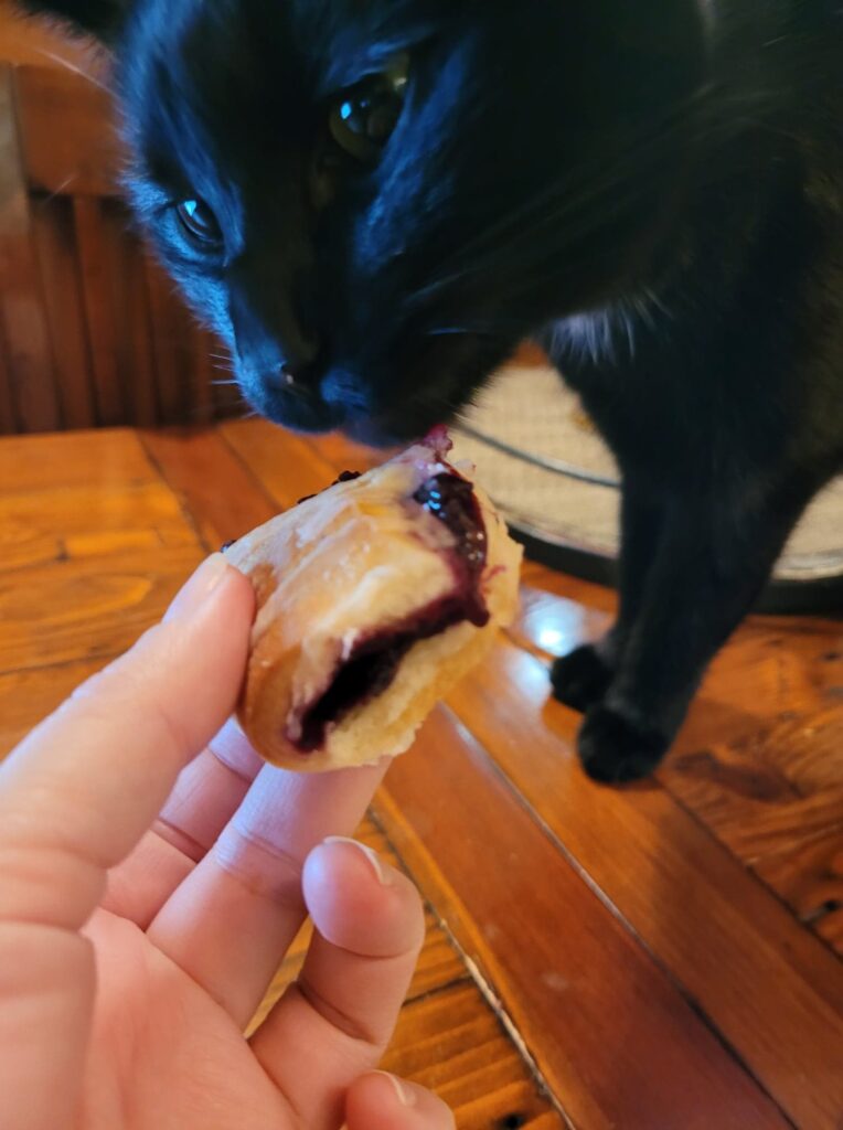 Up close photo of a hand holding and feeding a cute black cat a piece of blackberry danish. The cat is standing on a wooden table and looks like he is about to take a lick of the danish.